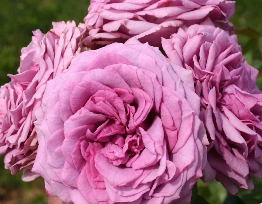 Quicksilver Arborose - Star Roses and Plants