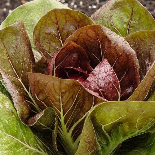 Radicchio di Treviso - West Coast Seeds 