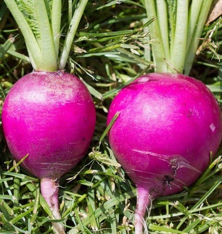 Radish Amethyst - West Coast Seeds