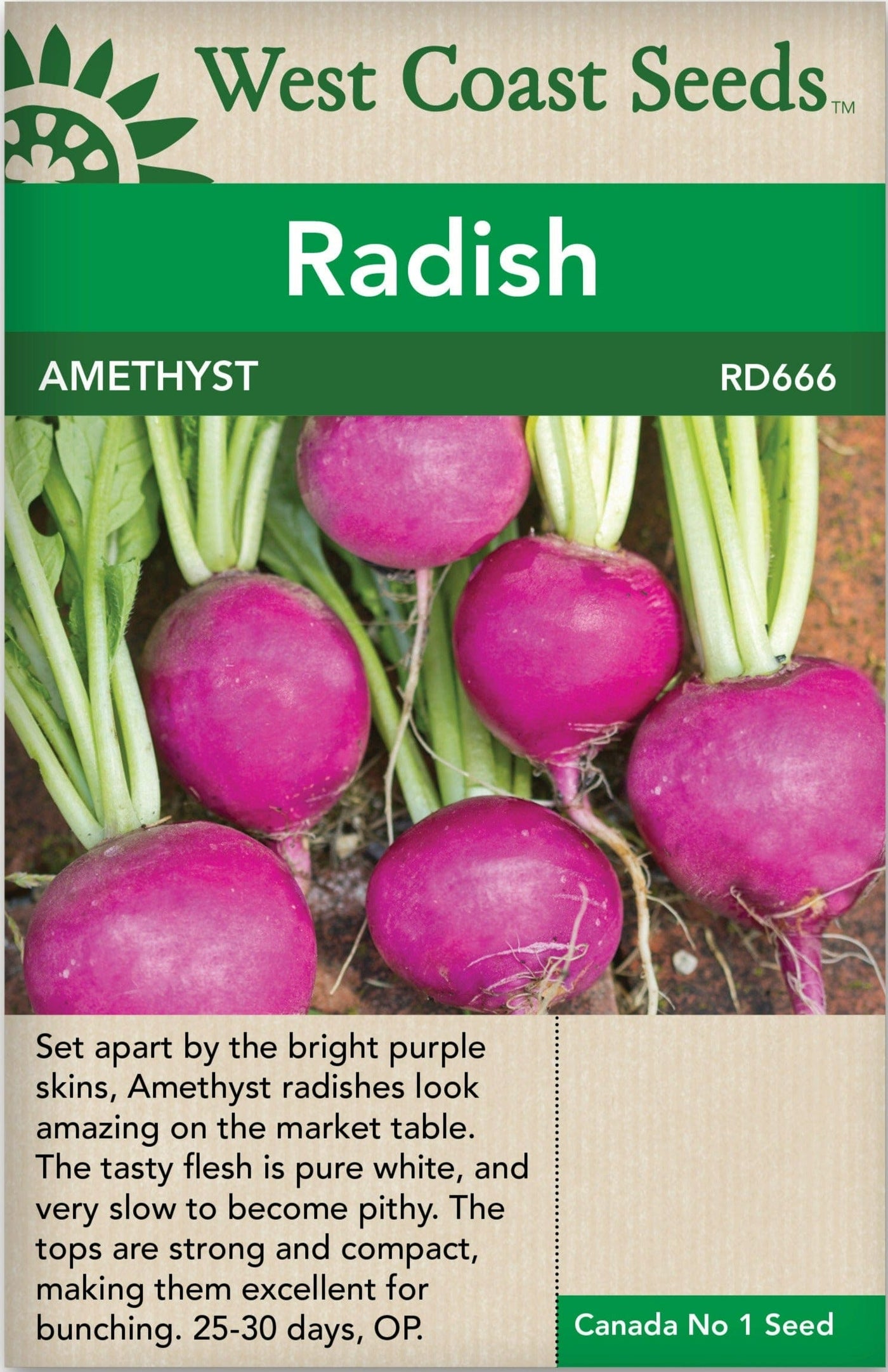 Radish Amethyst - West Coast Seeds