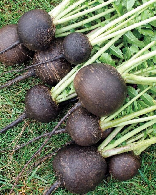 Radish Black Spanish Round - West Coast Seeds