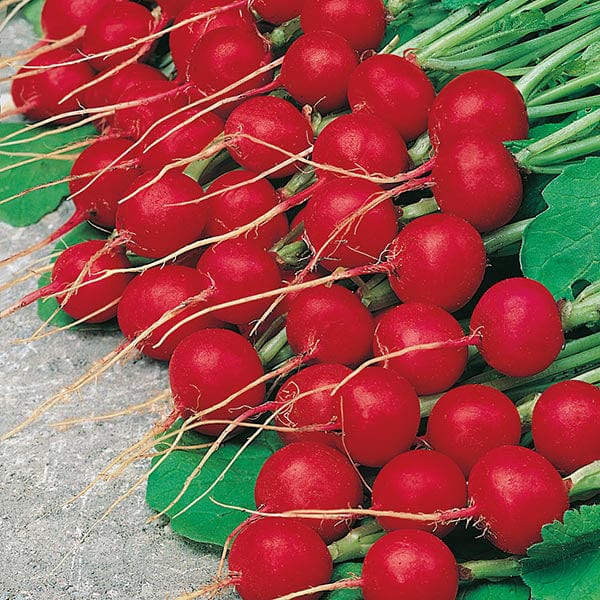 Radish Celesta F1 - Mr. Fothergill's Seeds