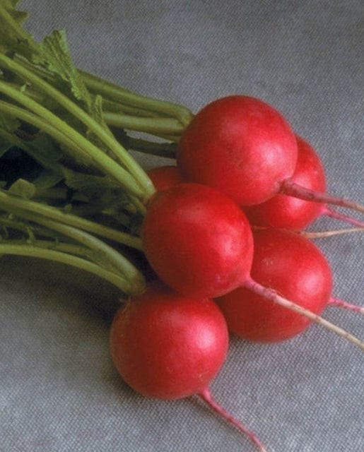 Radish Cherriette - West Coast Seeds