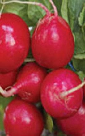 Radish Cherry Belle - Aimer's Organic Seeds
