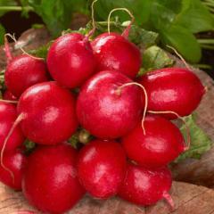 Jumbo Radish Cherry Belle - McKenzie Seeds