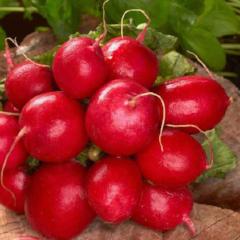 Seed Tape Radish Cherry - McKenzie Seeds