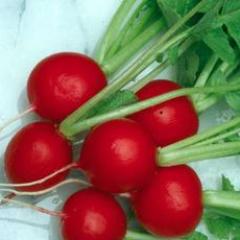 Radishes Crimson Crunch - Renee's Garden