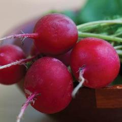 Radish Crimson Giant - Burpee Seeds