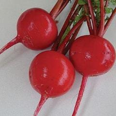 Radish Crimson Giant - Burpee Seeds