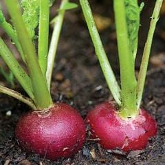 Radish Crimson Giant - Burpee Seeds