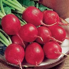 Radish Crimson Giant - Burpee Seeds