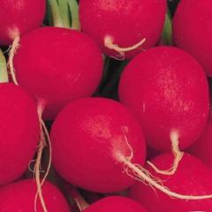 Radish Crimson Giant Champ - McKenzie Seeds