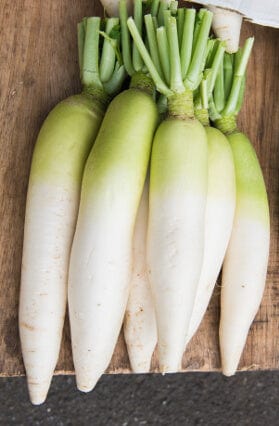 Radish Daikon - Aimer's Organic Seeds