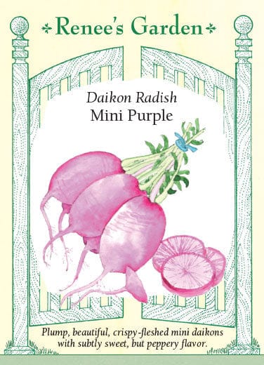 Radish Daikon Mini Purple - Renee's Garden