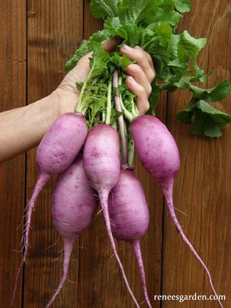 Radish Daikon Mini Purple - Renee's Garden