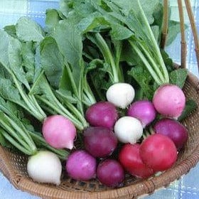 Radish Easter Egg II - Renee's Garden Seeds