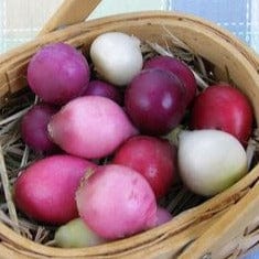 Radish Easter Egg II - Renee's Garden Seeds