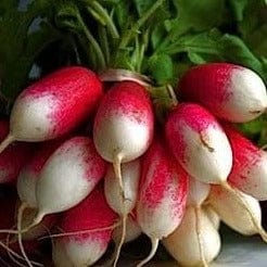 Radish French Breakfast - Cornucopia Seeds