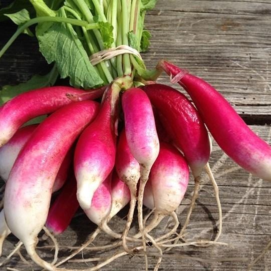 Radish French Breakfast - Saanich Organics Seeds 