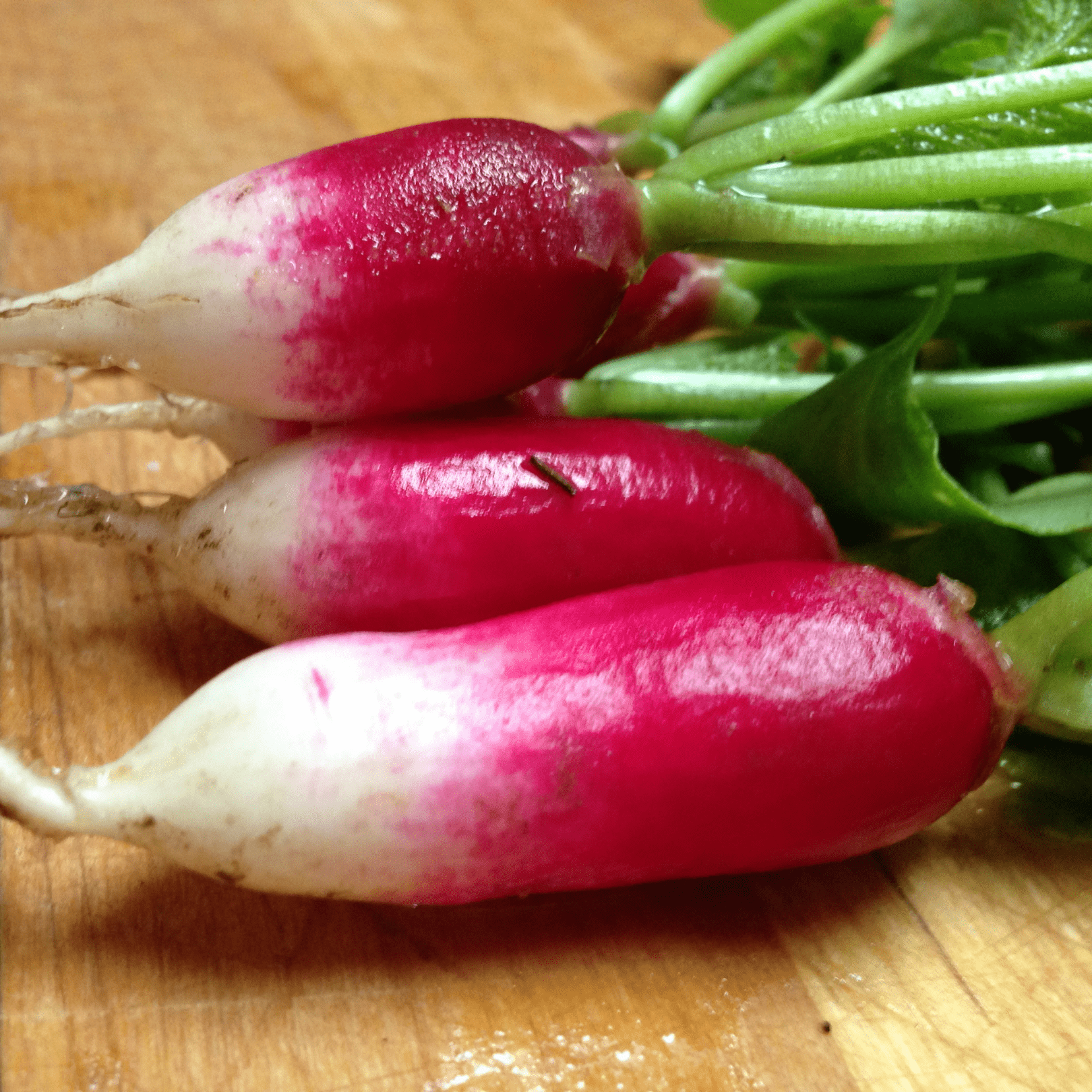 Radish French Breakfast - Salt Spring Seeds