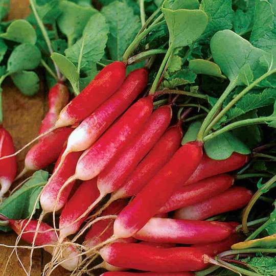 Radish French Breakfast SEED TAPE - McKenzie Seeds