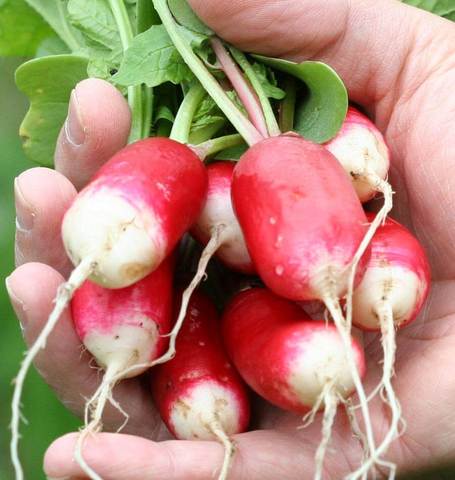 Radish French Breakfast - West Coast Seeds