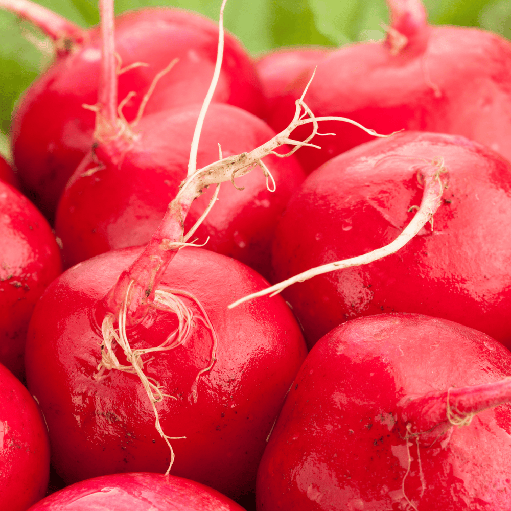 Radish Garden Giant, Sow Easy - McKenzie Seeds