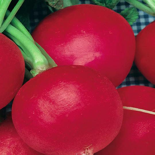 Radish German Giant - McKenzie Seeds