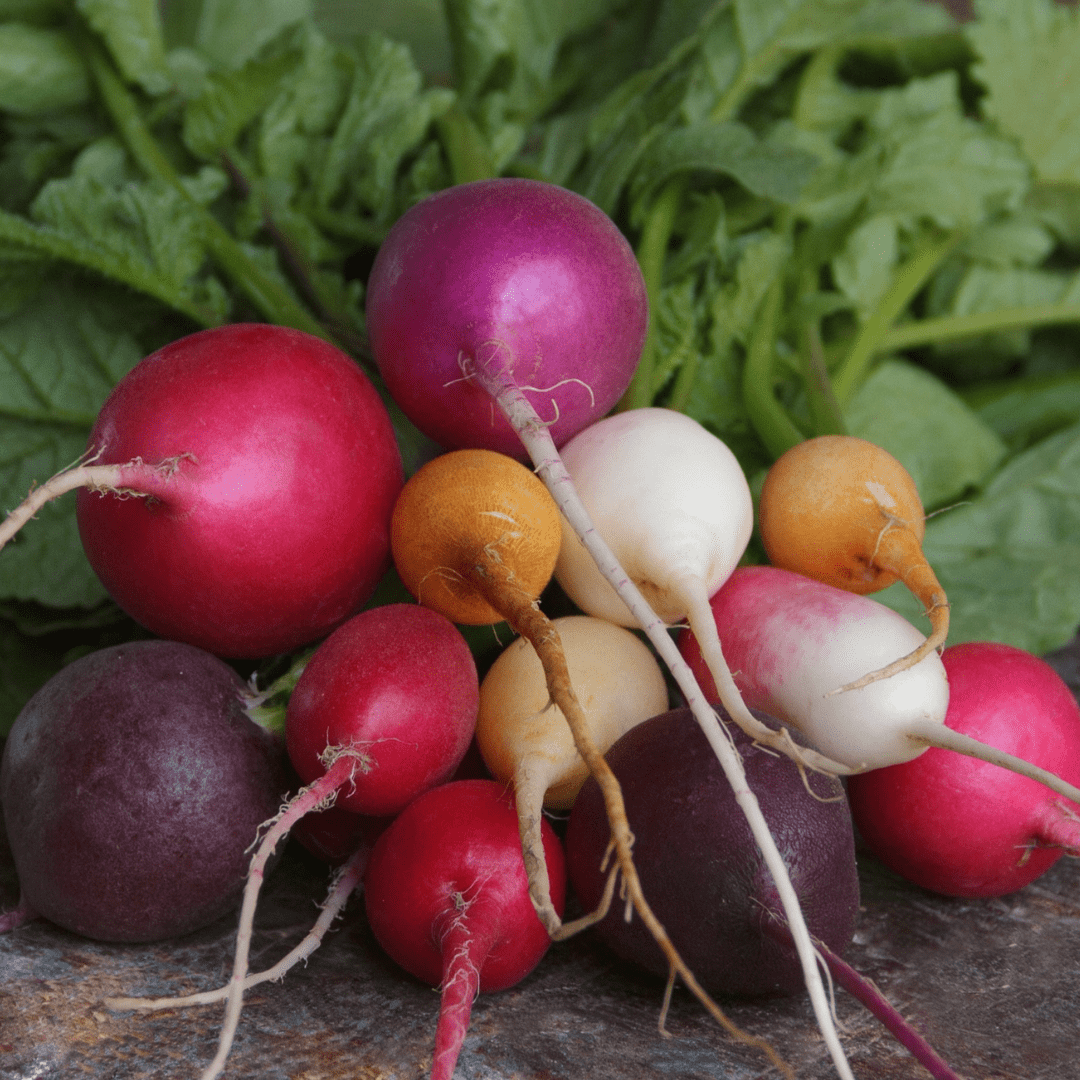 Radish Halloween, Sow Easy - McKenzie Seeds