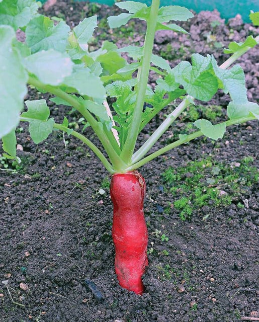 Radish Mini Red Daikon - West Coast Seeds