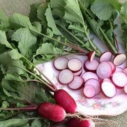 Radish Petit Dejeuner - Renee's Garden Seeds