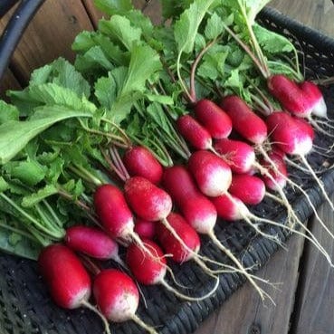 Radish Petit Dejeuner - Renee's Garden Seeds