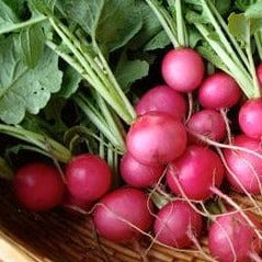 Radish Pink Punch - Renee's Garden Seeds