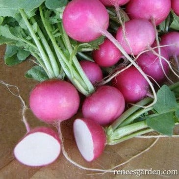 Radish Pink Punch - Renee's Garden Seeds