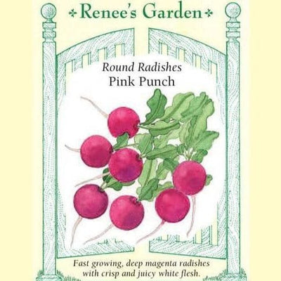 Radish Pink Punch - Renee's Garden Seeds