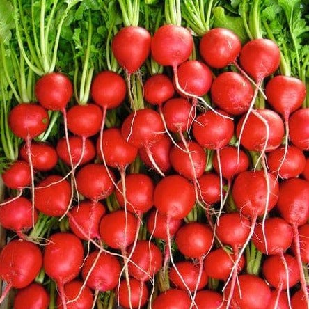 Radish Rivoil - West Coast Seeds