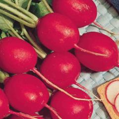 Radish Scarlet Globe - McKenzie Seeds