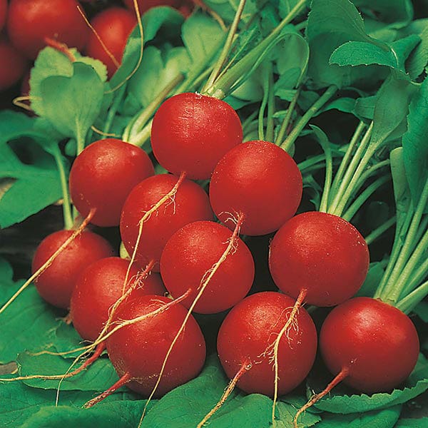 Radish Scarlet Globe - Mr. Fothergill's Seeds