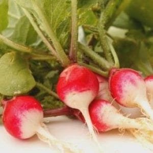 Radish Sparkler - Aimer's Organic Seeds