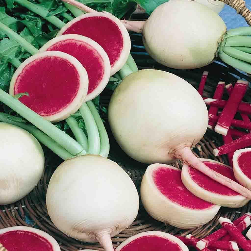 Radish Watermelon - McKenzie Seeds 