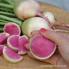 Radishes Watermelon - Renee's Garden