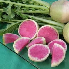 Radishes Watermelon - Renee's Garden