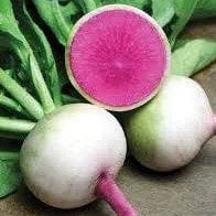 Radish Watermelon - Saanich Organics