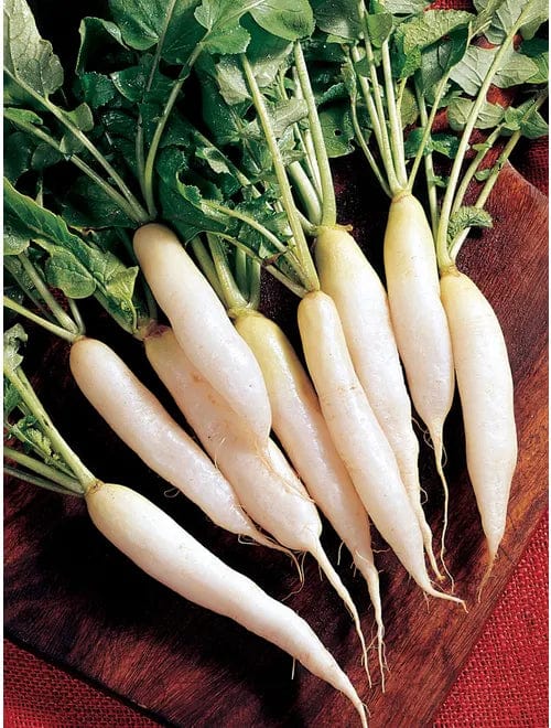 Radish White Icicle - Burpee Seeds