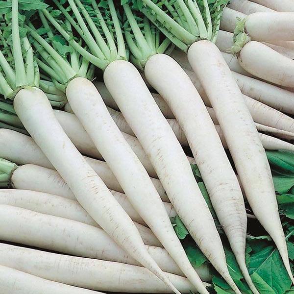 Radish White Icicle - MF Seeds