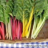 Rainbow Chard Bright Lights - Renee's Garden