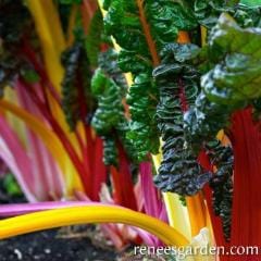 Rainbow Chard Bright Lights - Renee's Garden