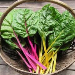 Rainbow Chard Neon Glow - Renee's Garden