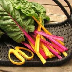 Rainbow Chard Neon Glow - Renee's Garden