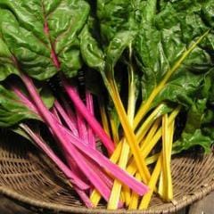 Rainbow Chard Neon Glow - Renee's Garden